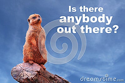 A curious meerkat or suricate Suricata suricatta asking â€œIs there anybody out there?â€ Stock Photo